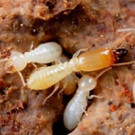 氣溫升雨水多，白蟻進(jìn)入高發(fā)期