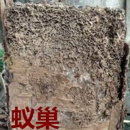 別墅墻體挖出超大白蟻巢?。?！