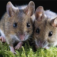 家里鬧老鼠怎么辦？