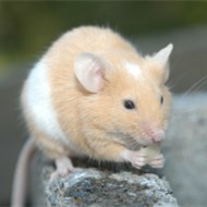 9大滅鼠奇招?。?！