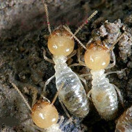 春季，請查查你家有沒有白蟻危害