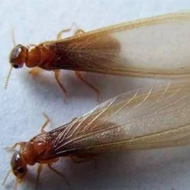 這兩天在珠海飛進(jìn)家里的就是白蟻，請(qǐng)預(yù)防！