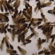 別墅易發(fā)生白蟻危害？