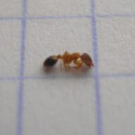 滅蟻施藥后無(wú)效，到底怎么辦